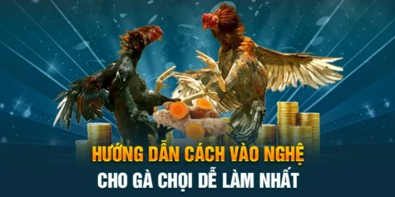 Cách Vào Nghệ Cho Gà Chọi - Mẹo Chuẩn Và Hiệu Quả Cao Hướng dẫn bạn cách vào nghệ cho gà chọi