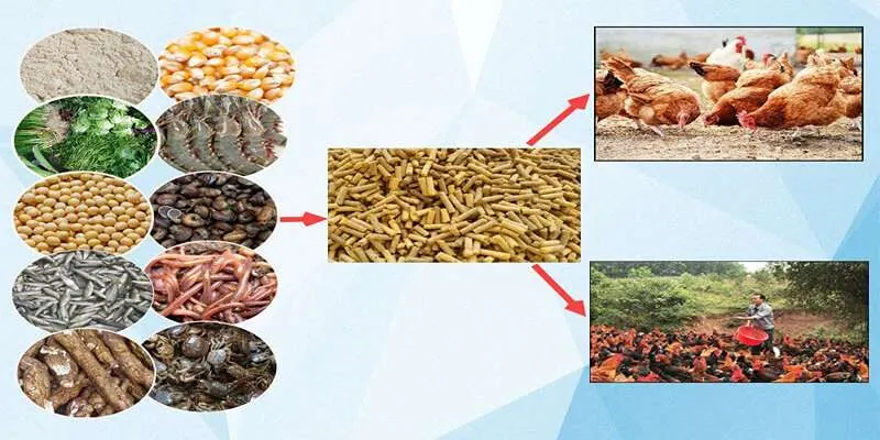 Cách Nuôi Gà Chọi Chất Lượng Chuẩn Chuyên Gia Hàng Đầu Cách nuôi gà chọi chất lượng chuẩn theo chuyên gia hàng đầu