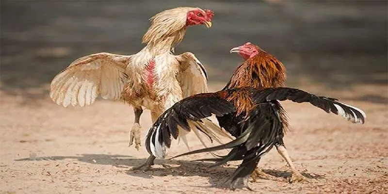 Bật Mí Cách Nuôi Gà Đá Chân Mạnh Giúp Chiến Kê Thắng Hướng dẫn các cách nuôi gà đá chân mạnh