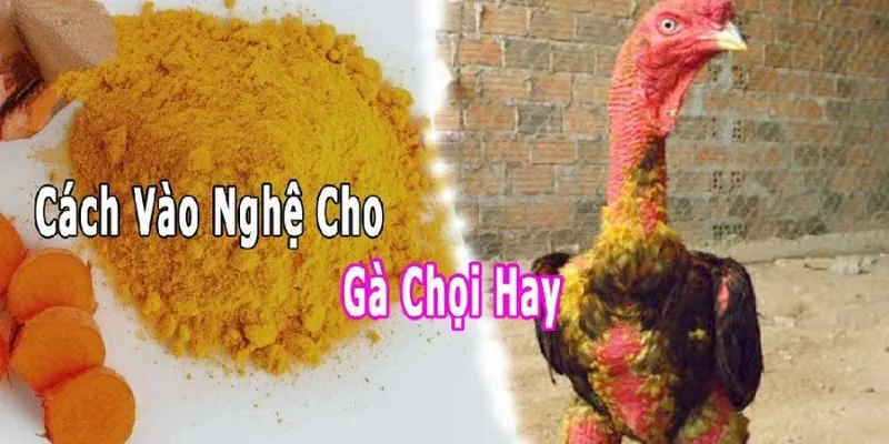 Cách Vào Nghệ Cho Gà Chọi - Mẹo Chuẩn Và Hiệu Quả Cao Lưu ý quan trọng
