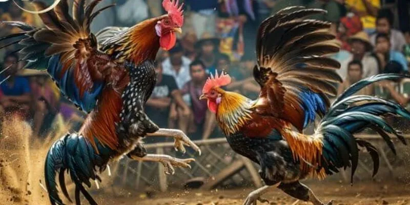 Đá Gà Thomo Daga - Trải Nghiệm Cá Cược Chọi Kê Hấp Dẫn Đá gà Thomo là gì?
