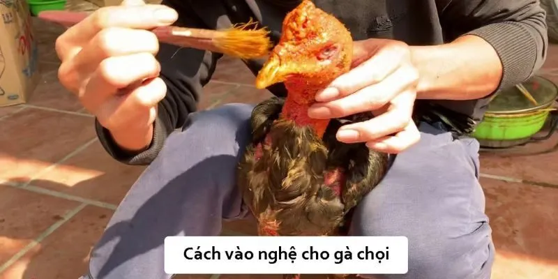 Cách Vào Nghệ Cho Gà Chọi - Mẹo Chuẩn Và Hiệu Quả Cao Cách vào nghệ cho gà chọi là gì?
