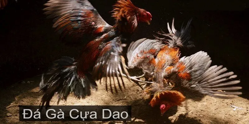 Đá Gà Cựa Dao Daga - Sân Chơi Kịch Tính Cho Tín Đồ Cá Cược Các hình thức đá gà được yêu thích tại nhà cái