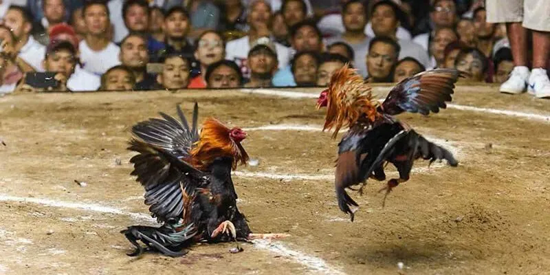 Bật Mí Cách Nuôi Gà Đá Chân Mạnh Giúp Chiến Kê Thắng Thực hiện om bóp và phơi nắng cho gà