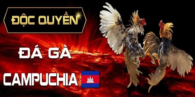 Đá Gà Campuchia - Mẹo Hay Giúp Anh Em Cá Cược Thắng Lớn Đá gà Campuchia - vài nét cơ bản bet thủ cần nắm trước khi gia nhập